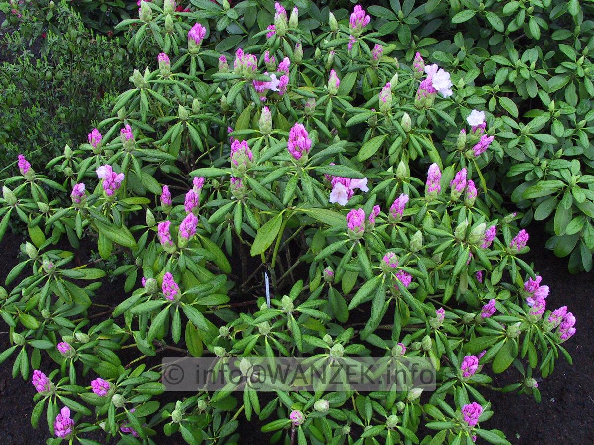 Rhododendron yakushimanum Schneewittchen 01.JPG